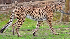 Gepard (2).jpg